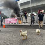 Prodem Sulsel Geruduk Ditlantas Polda Sulsel Lepaskan Dua Ekor Ayam Potong Minta Bersihkan Pungli